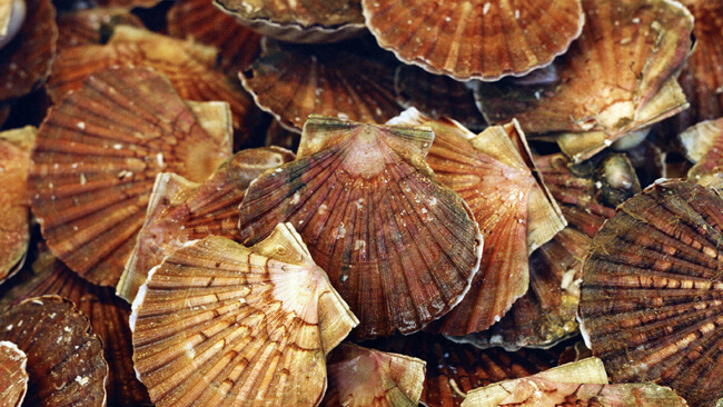 freshly caught scallops